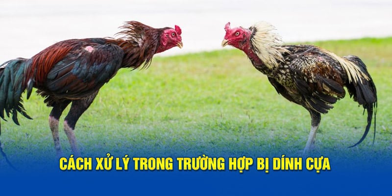 Cách xử lý trong trường hợp bị dính cựa