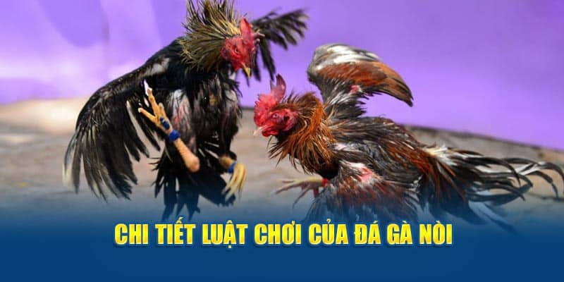 Chi tiết luật chơi của đá gà nòi dành cho thành viên Five88