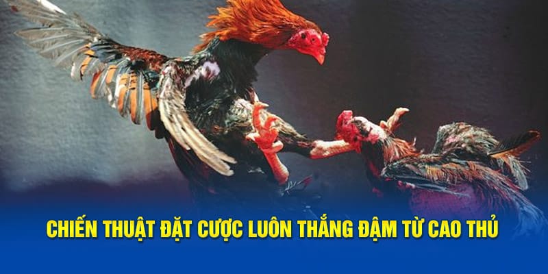 Chiến thuật đặt cược luôn thắng đậm từ cao thủ