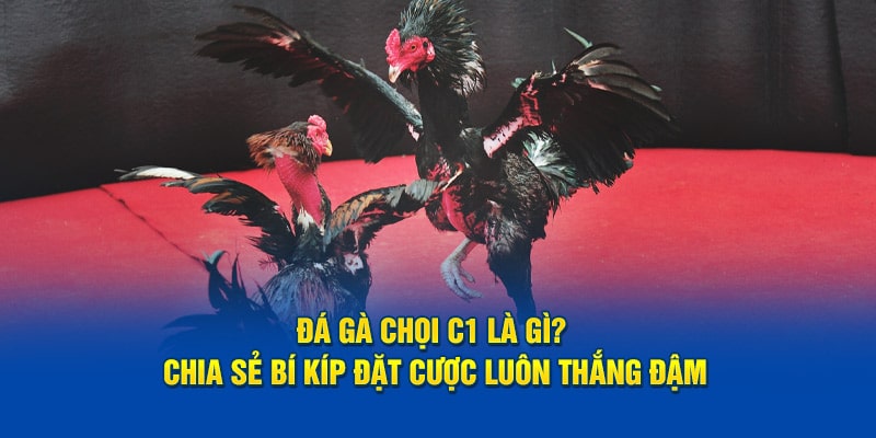 Tìm hiểu về đá gà chọi C1