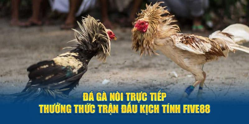 Đá gà nòi trực tiếp mang lại tính kịch tính và siêu hấp dẫn