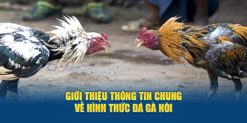 Giới thiệu thông tin chung về hình thức đá gà nòi