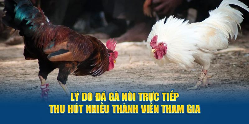 Lý do đá gà nòi trực tiếp thu hút nhiều thành viên tham gia