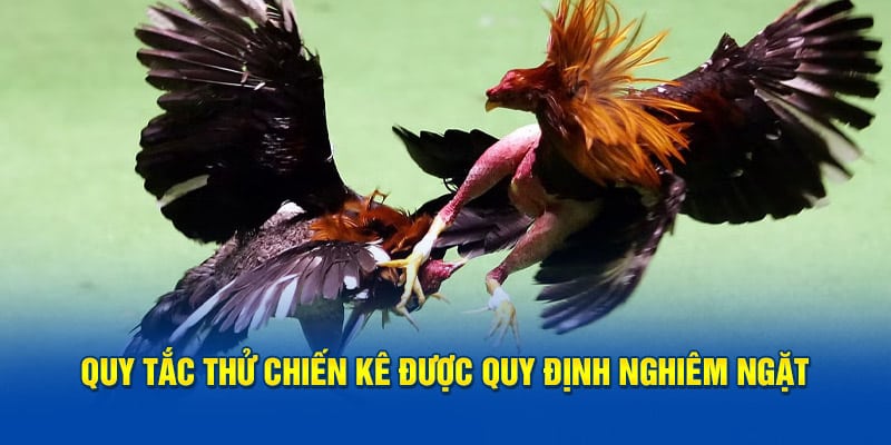 Quy tắc thử chiến kê được quy định nghiêm ngặt